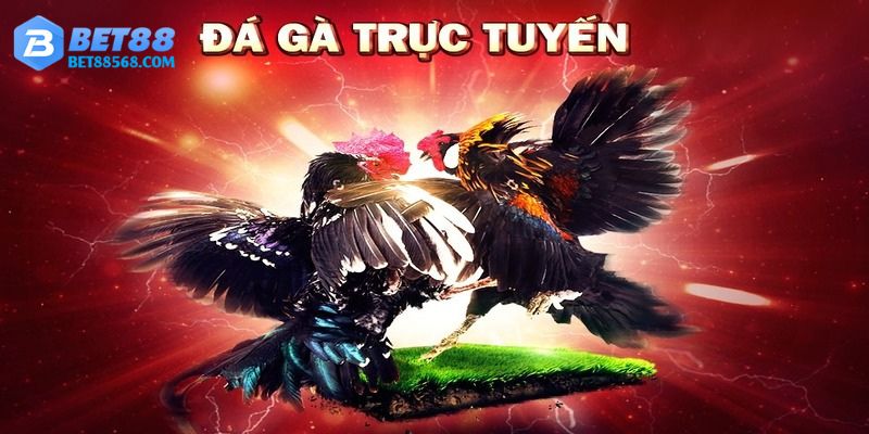 Live đá gà trực tiếp với hệ thống livestream đỉnh cao